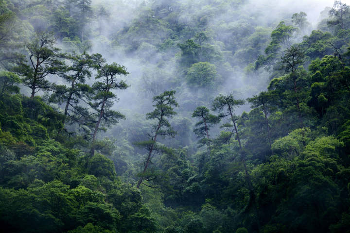 《森林》李益华作品 .jpg 《森林》李益华作品 .jpg