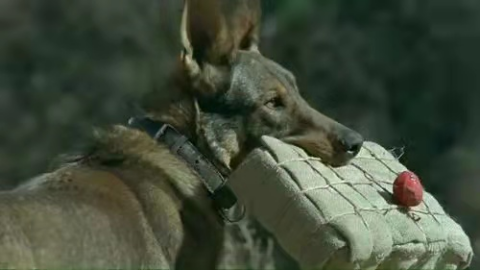 动物躺在地上的狗描述已自动生成 动物躺在地上的狗描述已自动生成