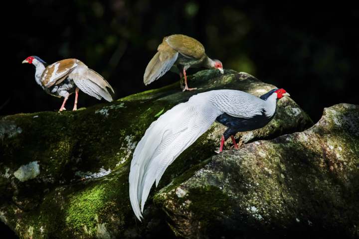 鸟类:白鹇(国家二级保护野生动物 徐良怀作品.jpg 鸟类:白鹇(国家二级保护野生动物 徐良怀作品.jpg